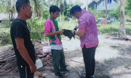 ปศุสัตว์อำเภอยะหริ่ง ดำเนินการเจาะเลือดไก่เพื่อเฝ้าระวังโรคในสัตว์ปีก